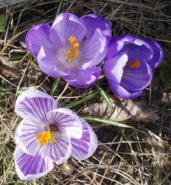 jpg/P3170214_crocus_.jpg